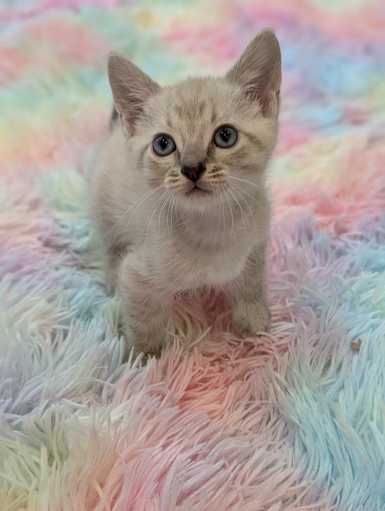 Enlarge Flora, a Adoptable mixed breed in Fremont, CA image 5/6