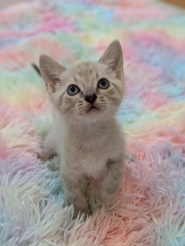 Enlarge Flora, a Adoptable mixed breed in Fremont, CA image 6/6