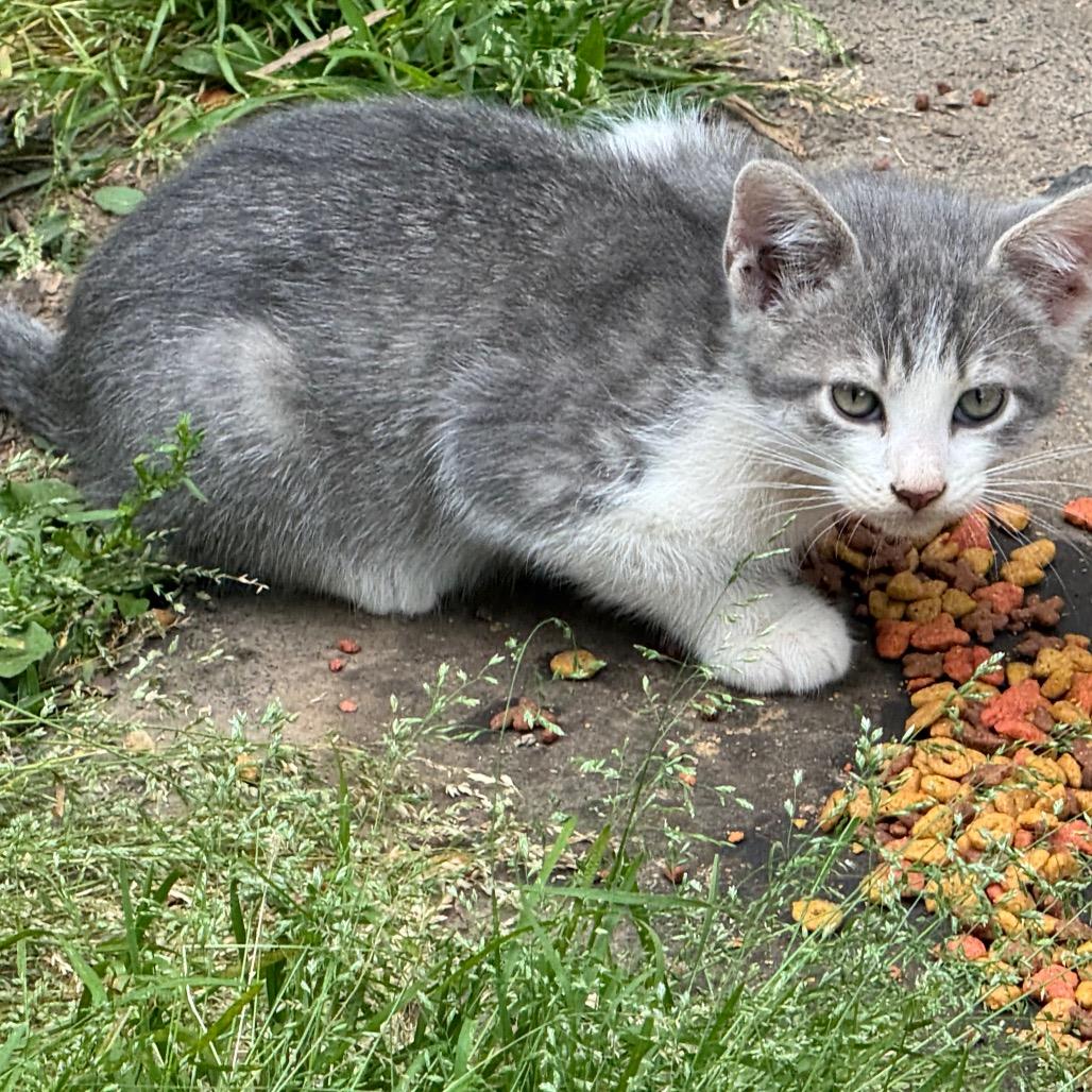 Wasabi, Adoptable, Kitten Male Domestic Short Hair.