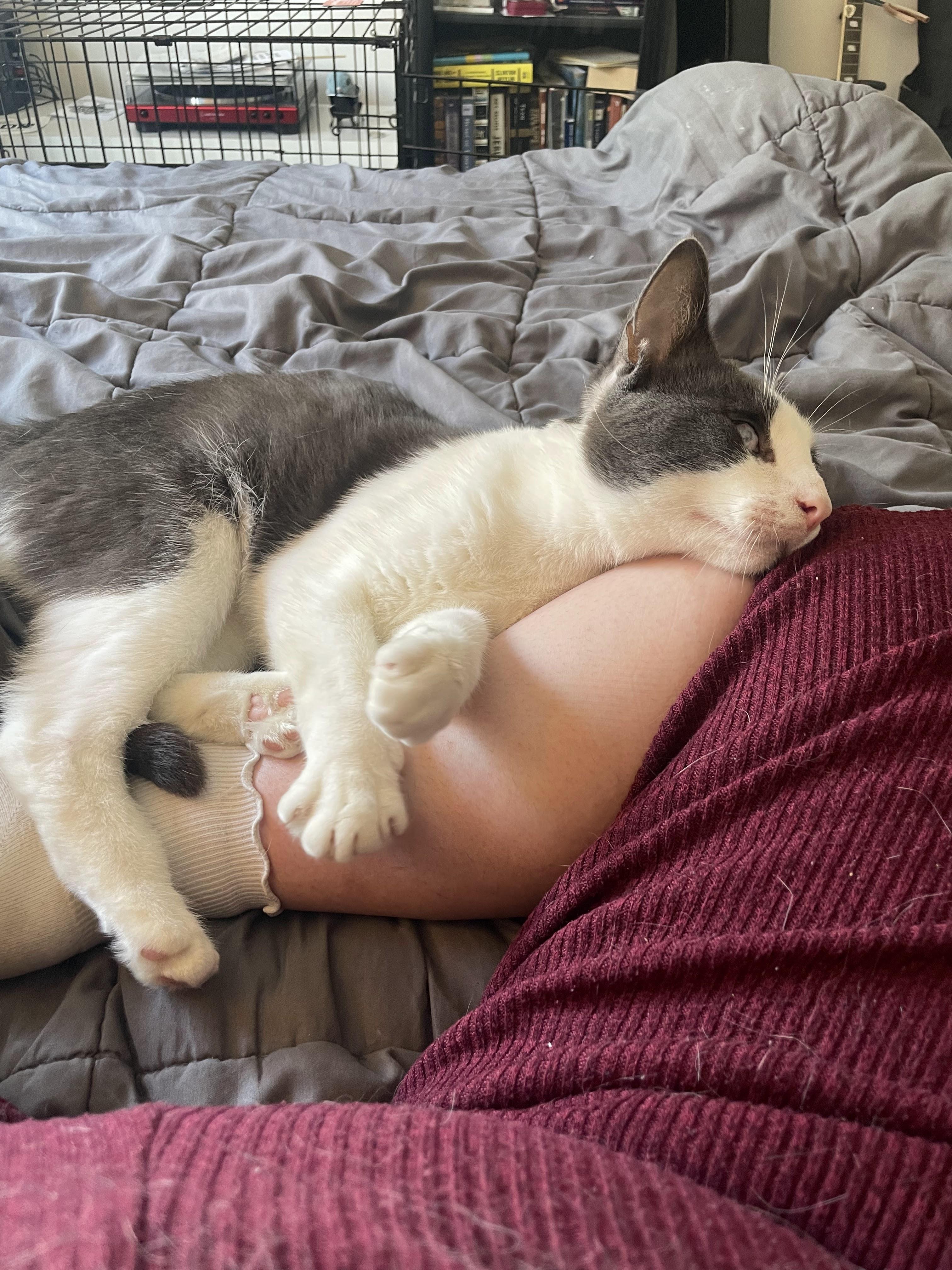 Enlarge Tex Mex, a ADOPTABLE Domestic Short Hair in brooklyn, NY image 5/6