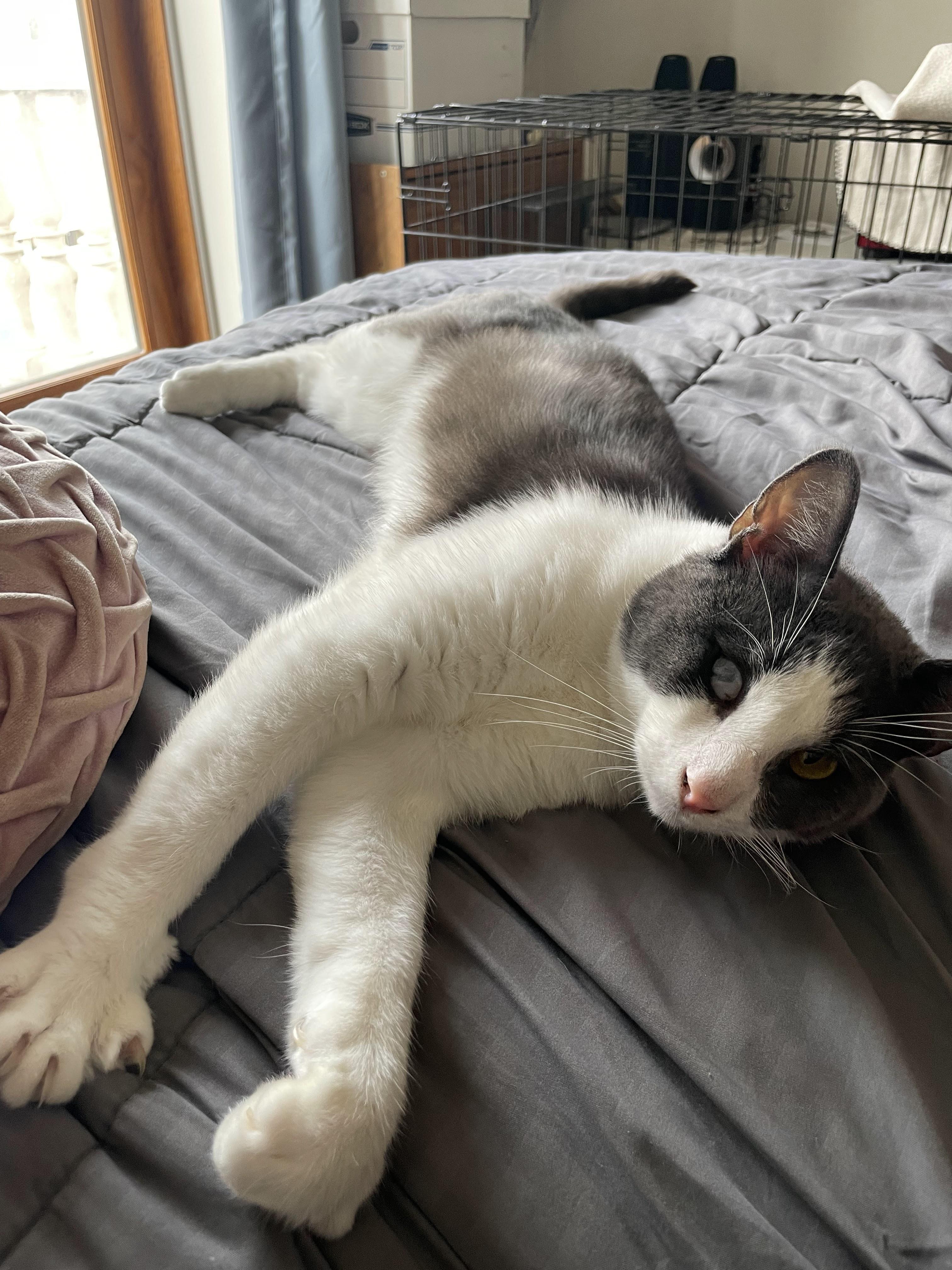 Enlarge Tex Mex, a ADOPTABLE Domestic Short Hair in brooklyn, NY image 4/6