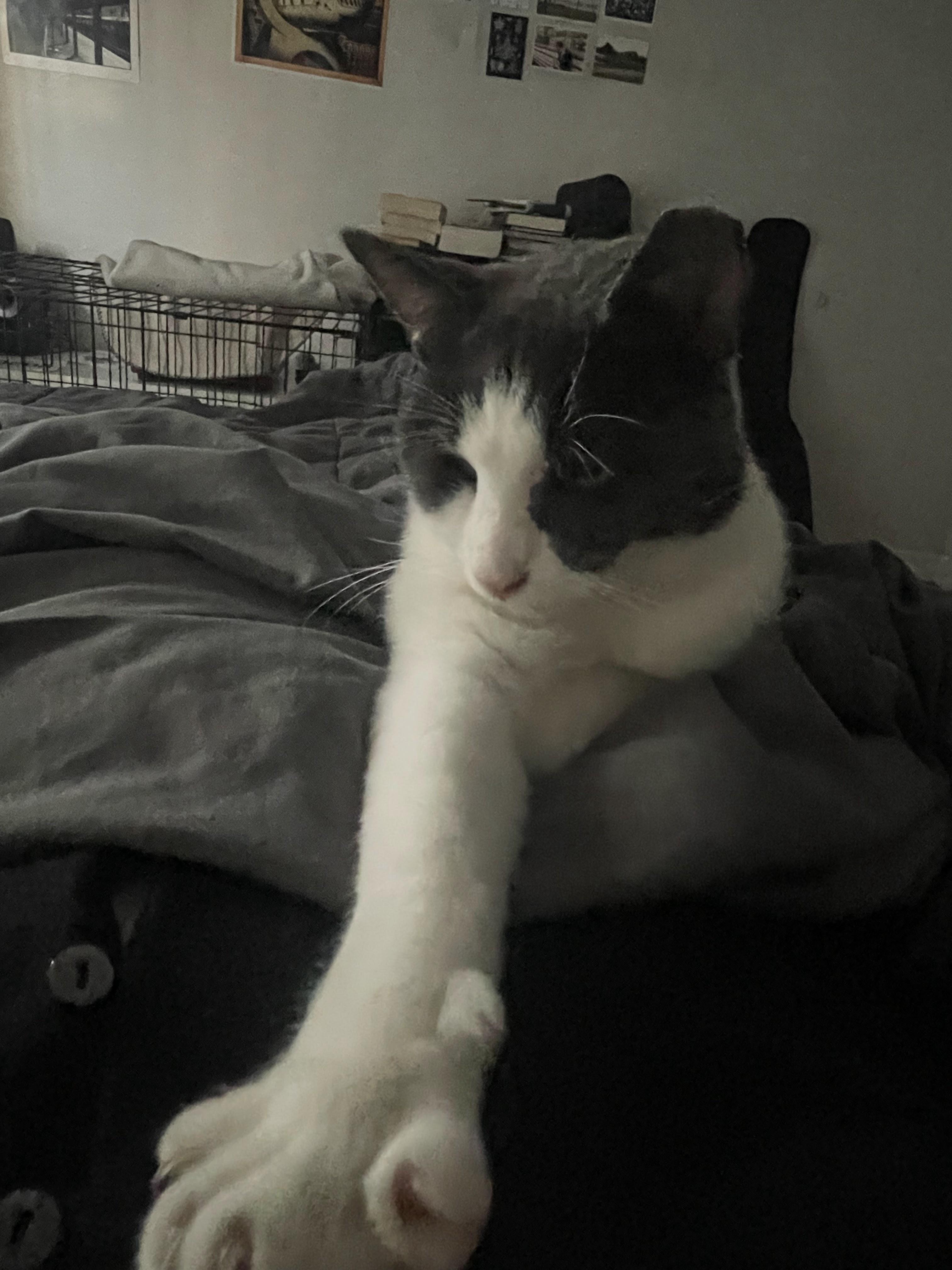 Enlarge Tex Mex, a ADOPTABLE Domestic Short Hair in brooklyn, NY image 6/6