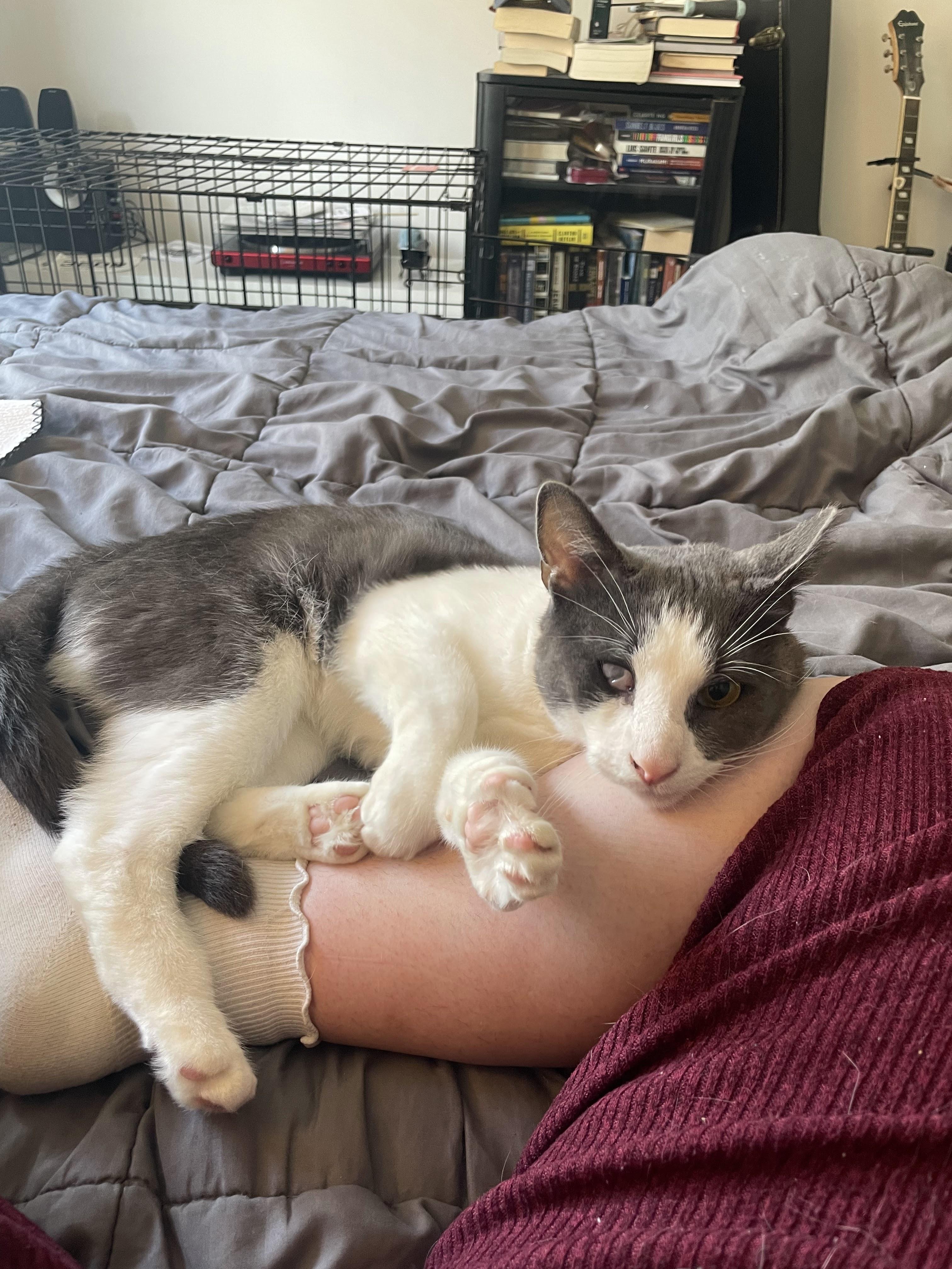 Enlarge Tex Mex, a ADOPTABLE Domestic Short Hair in brooklyn, NY image 2/6