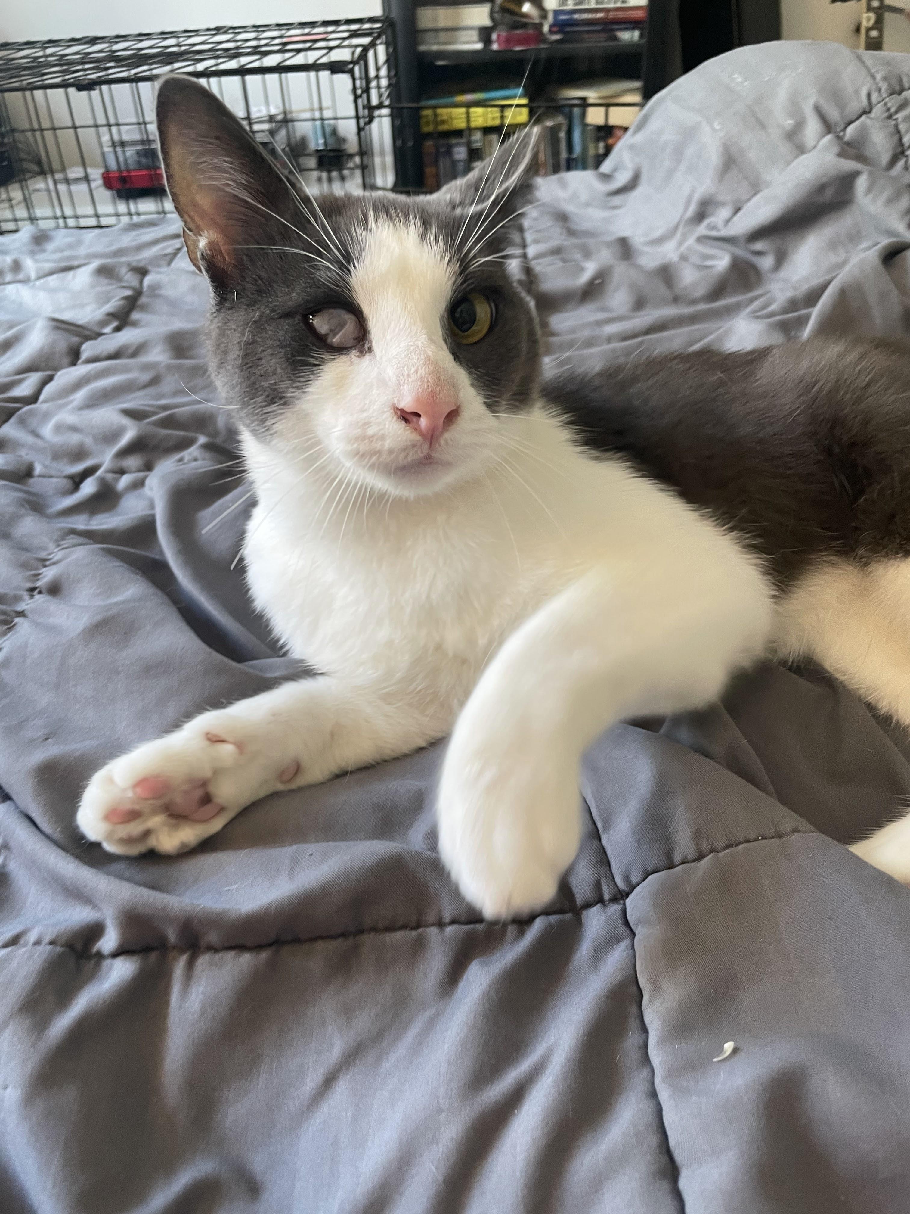 Tex Mex, ADOPTABLE, Young Male Domestic Short Hair.