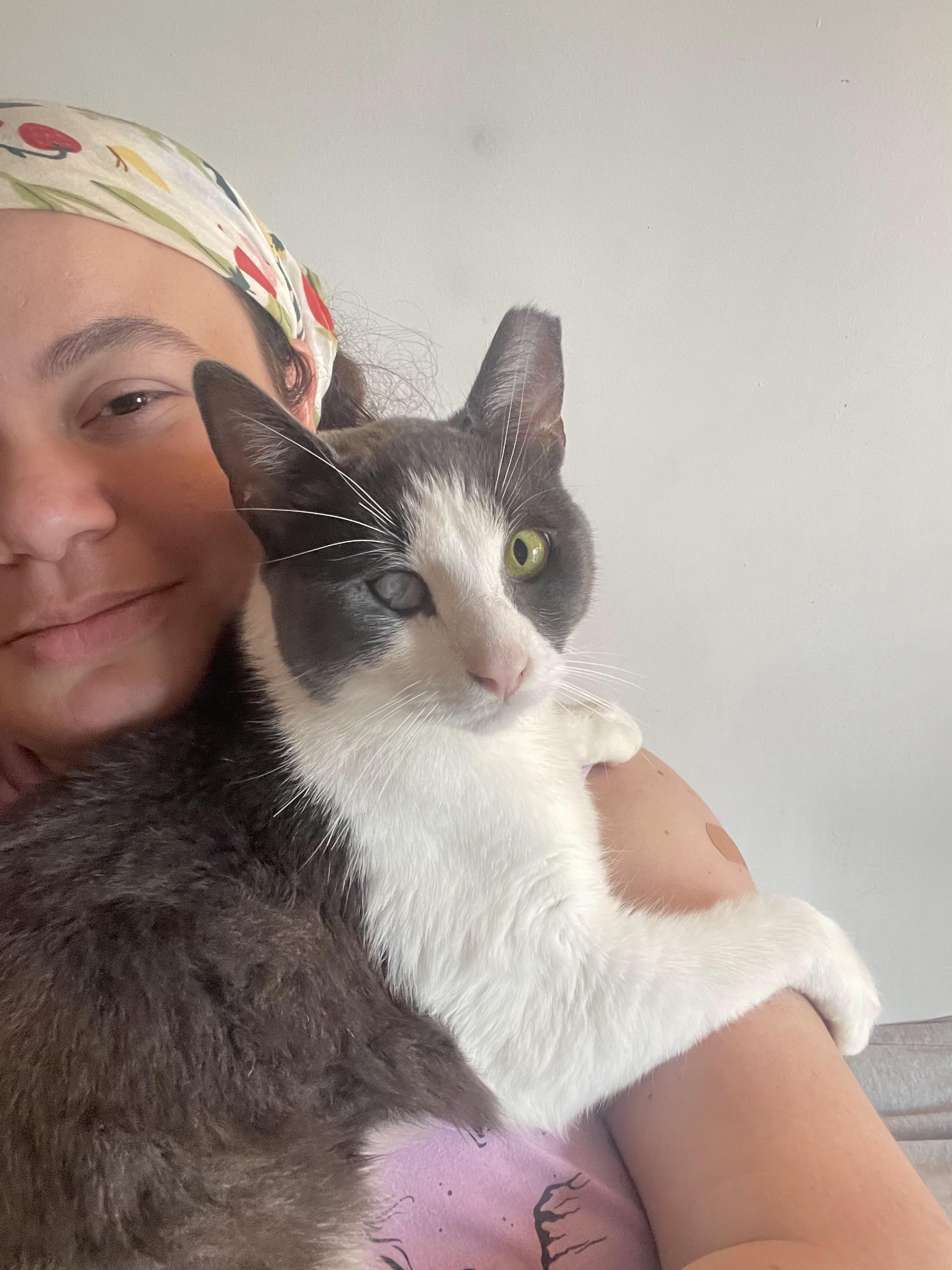 Tex Mex, ADOPTABLE, Young Male Domestic Short Hair.