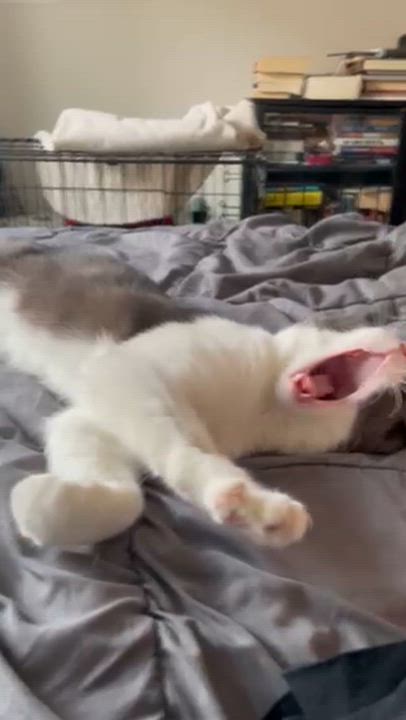 Enlarge Tex Mex, a ADOPTABLE Domestic Short Hair in brooklyn, NY video 3/6