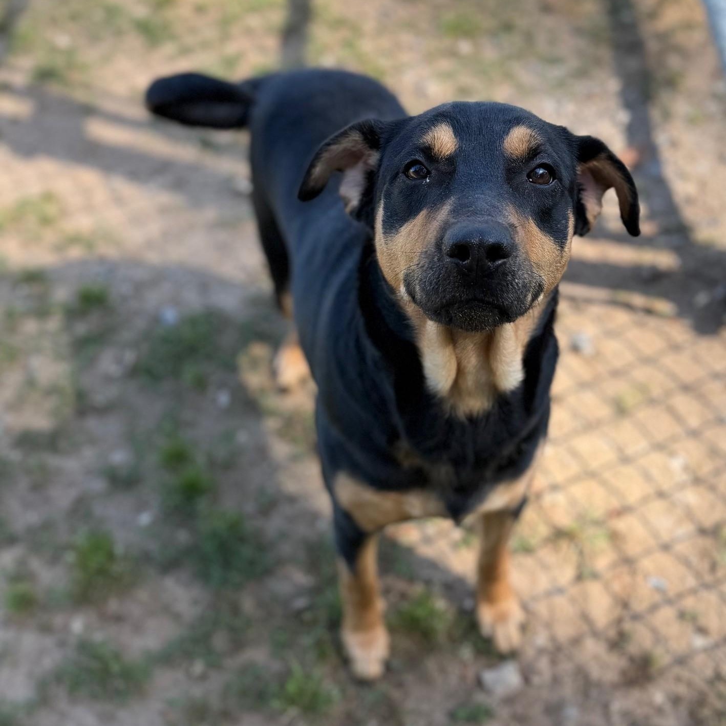 Indie, ADOPTABLE, Adult Female Mixed Breed.