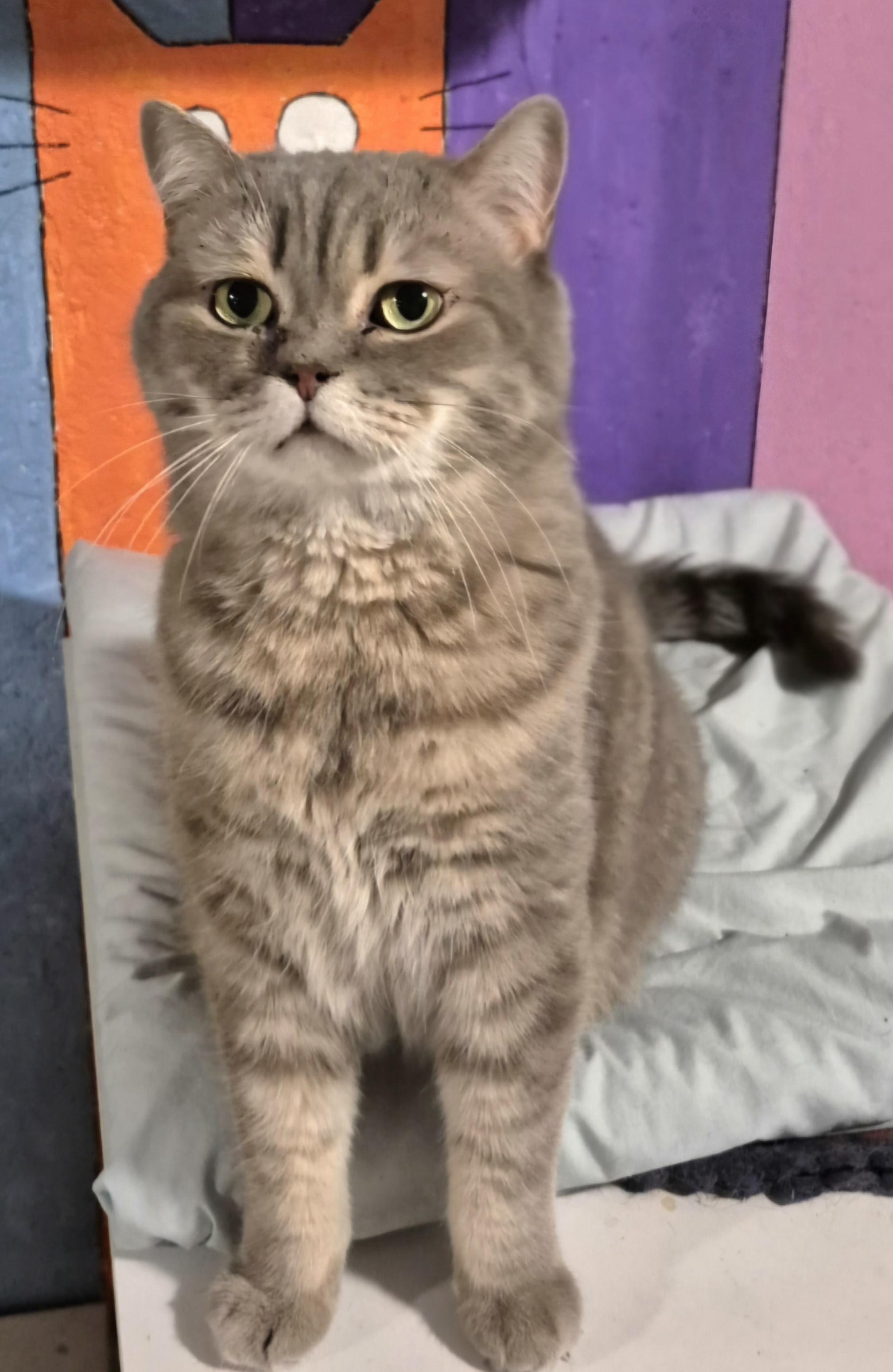 Houdini, an adoptable Scottish Fold in Attleboro, MA image 2/4