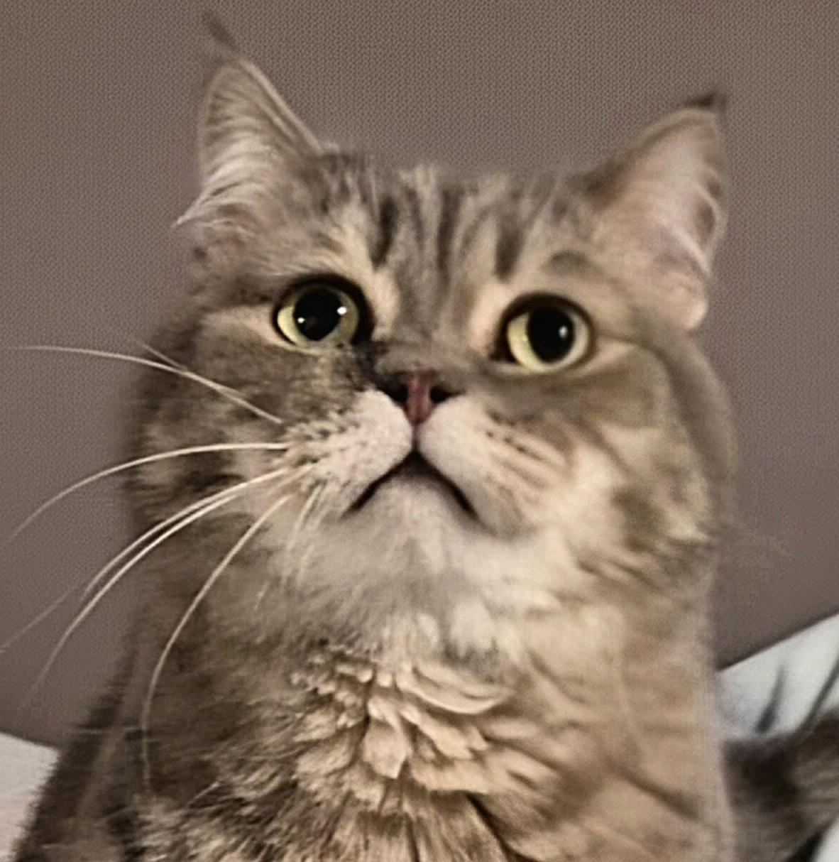 Houdini, adoptable, Adult Male Scottish Fold.