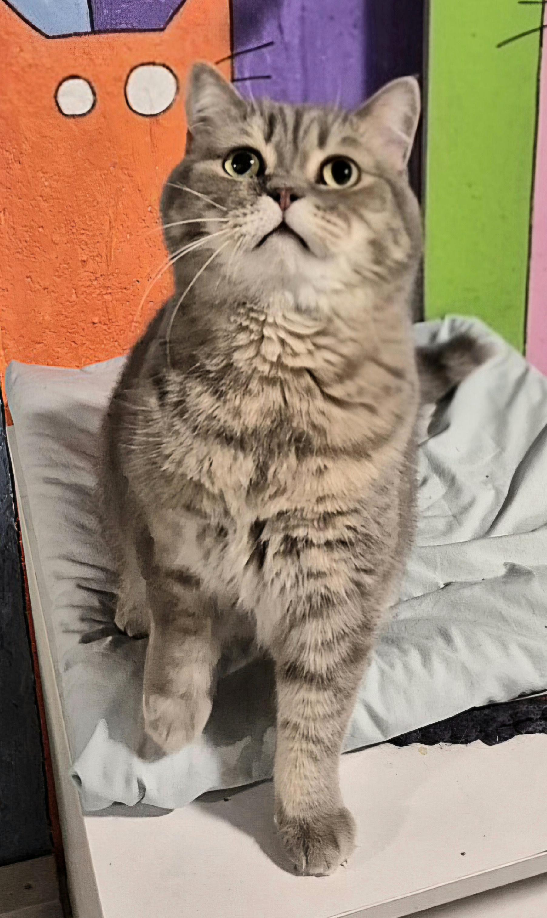 Houdini, an adoptable Scottish Fold in Attleboro, MA image 4/4