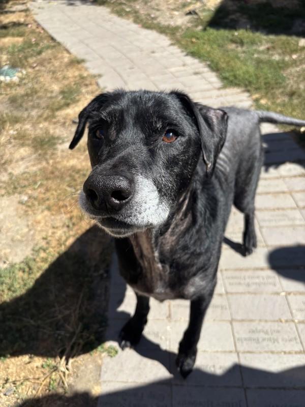 Enlarge Domingo, a Adoptable mixed breed in Santa Rosa, CA image 1/1