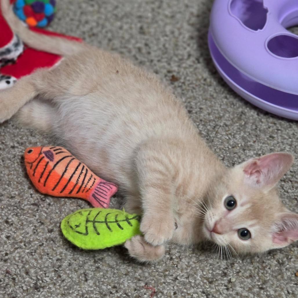 Mando F-21686, a Adoptable Domestic Short Hair in Oklahoma City, OK image 1/5