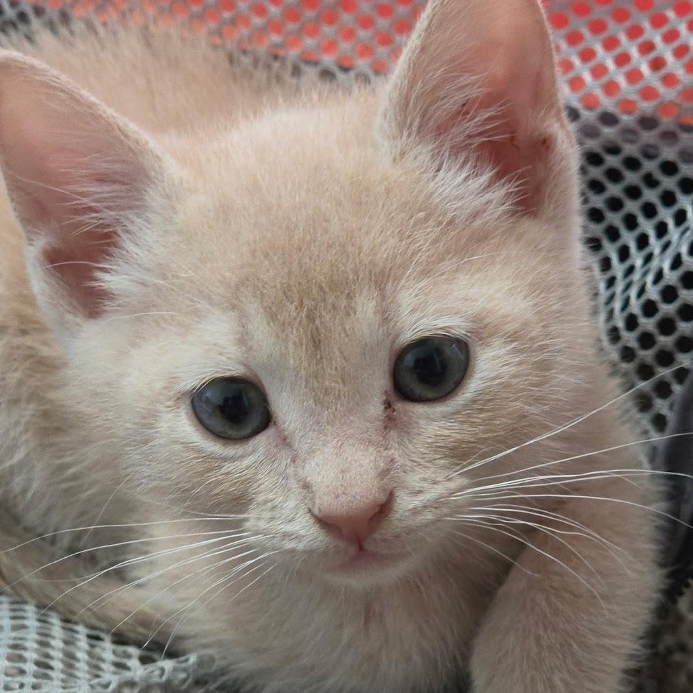 Enlarge Mando F-21686, a Adoptable Domestic Short Hair in Oklahoma City, OK image 1/2