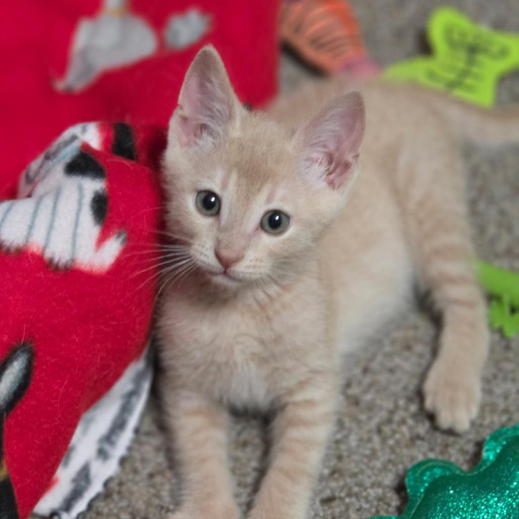 Mando F-21686, a Adoptable Domestic Short Hair in Oklahoma City, OK image 3/5