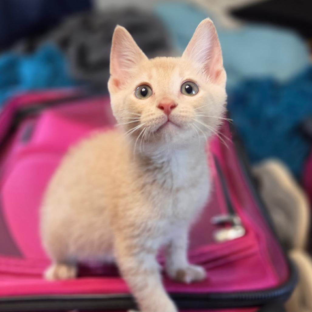 Mando F-21686, a Adoptable Domestic Short Hair in Oklahoma City, OK image 4/5