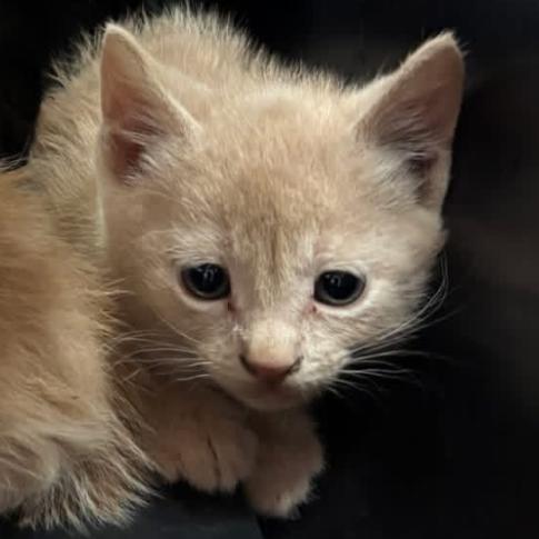 Enlarge Mando F-21686, a Adoptable Domestic Short Hair in Oklahoma City, OK image 2/2