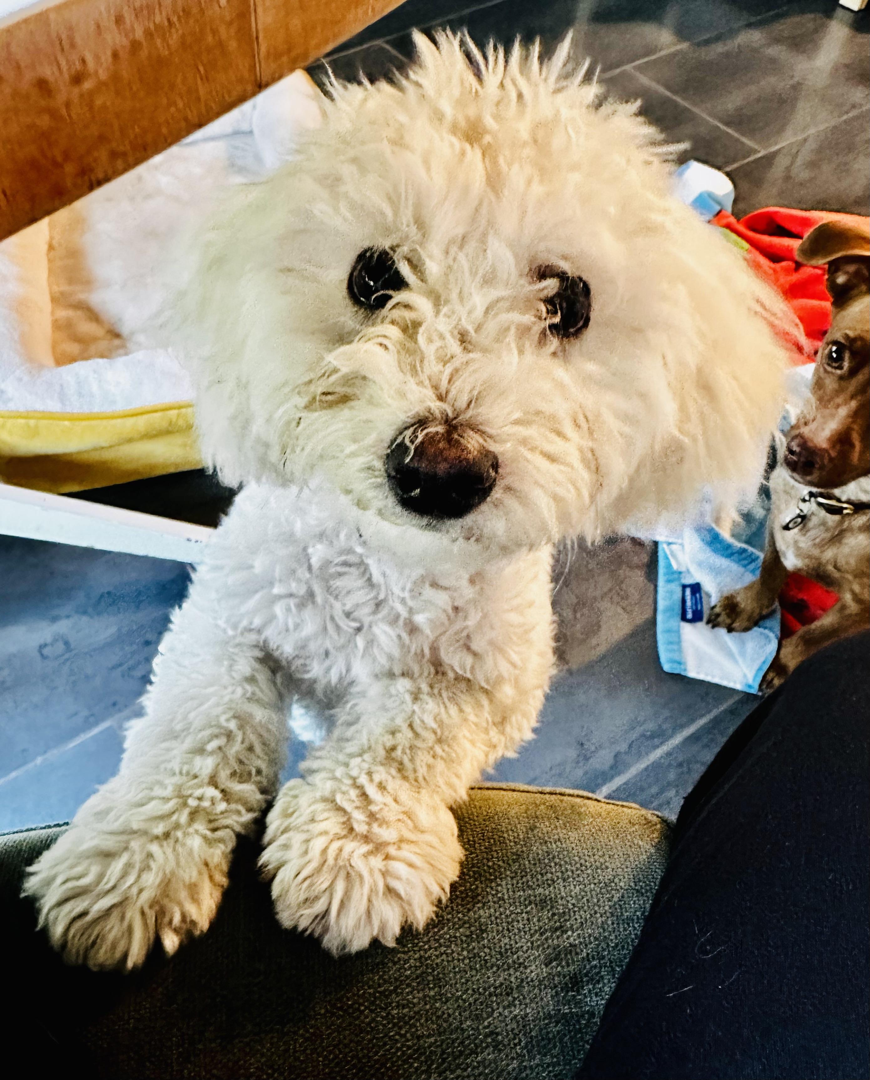 Mary Puppins!, Adoptable, Puppy Female Bichon Frise.