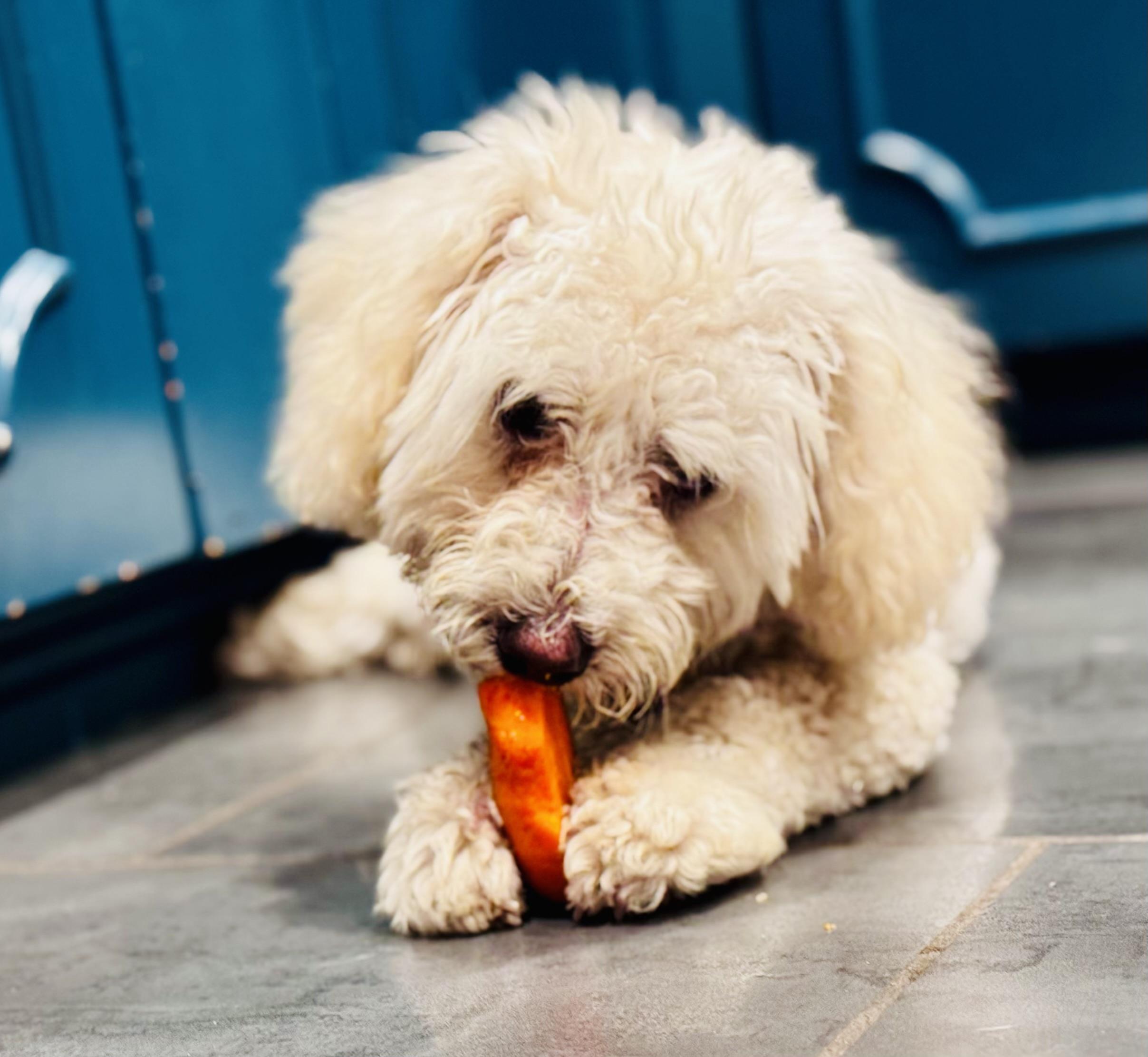 Mary Puppins!, a Adoptable mixed breed in Toluca Lake, CA image 3/6