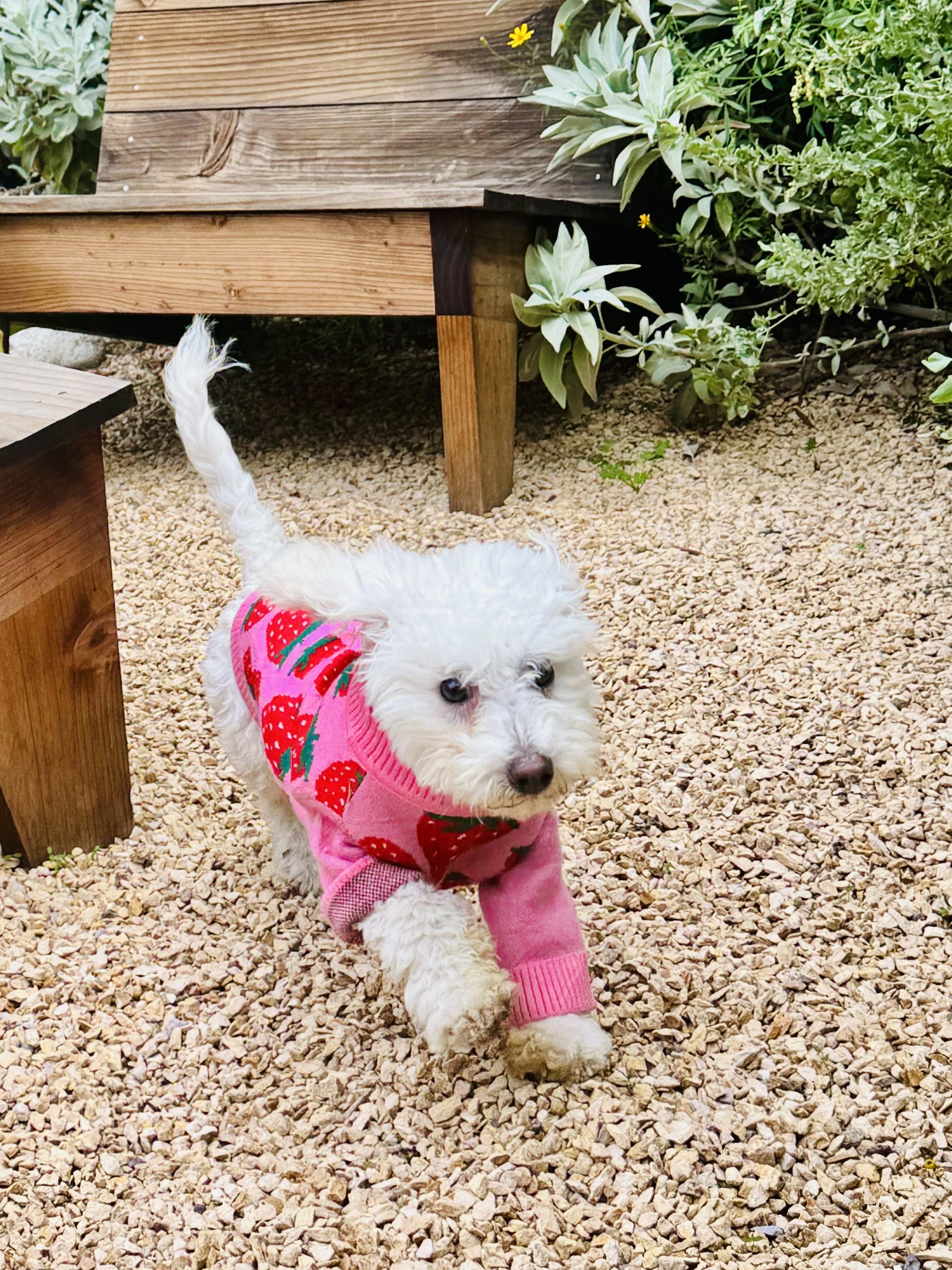 Mary Puppins!, a Adoptable mixed breed in Toluca Lake, CA image 4/6