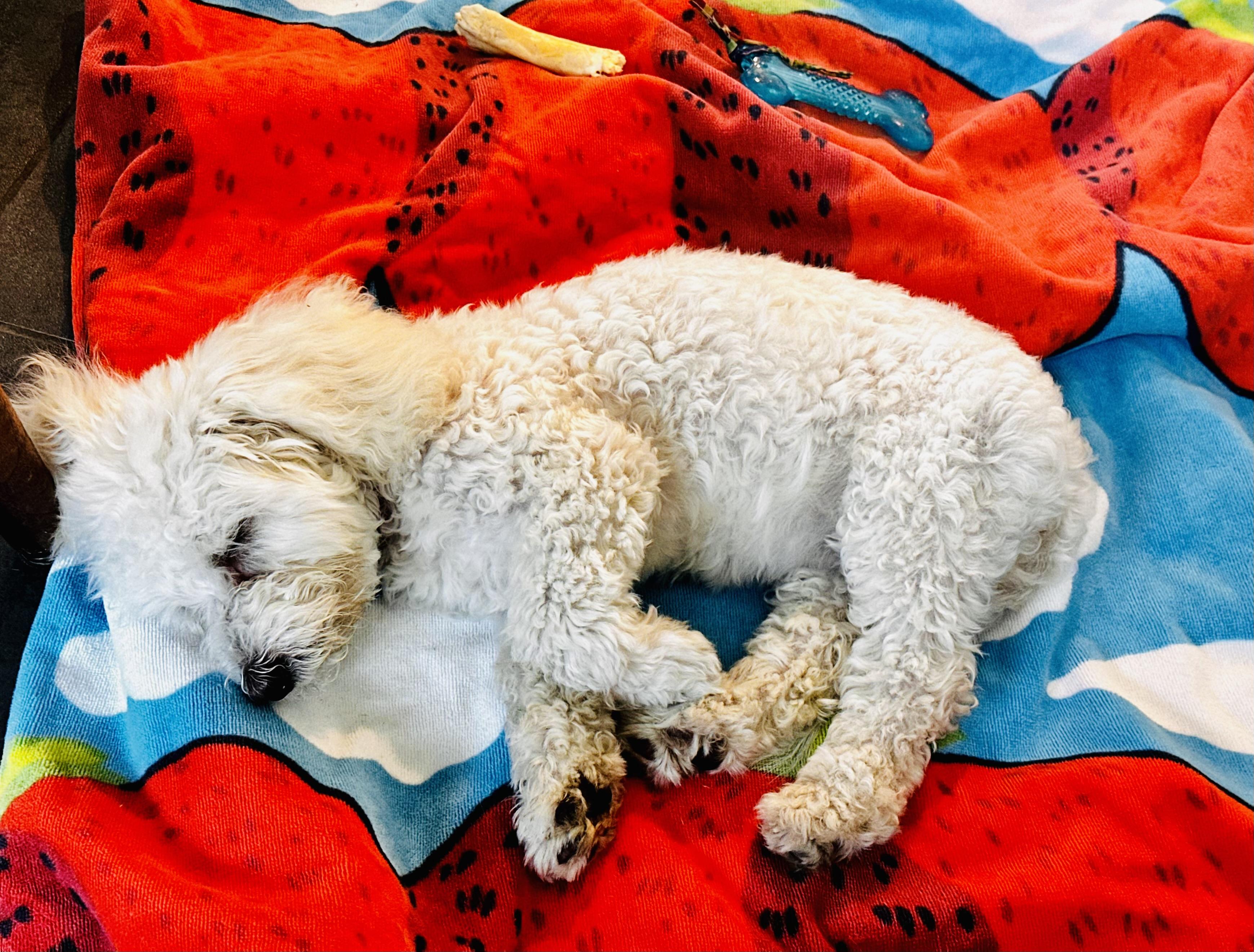 Mary Puppins!, a Adoptable mixed breed in Toluca Lake, CA image 5/6