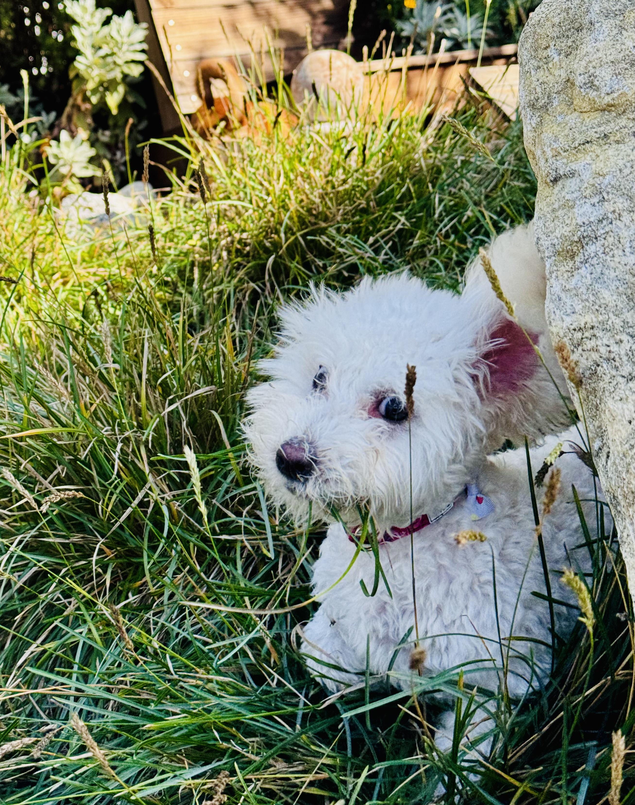 Mary Puppins!, a Adoptable mixed breed in Toluca Lake, CA image 2/6