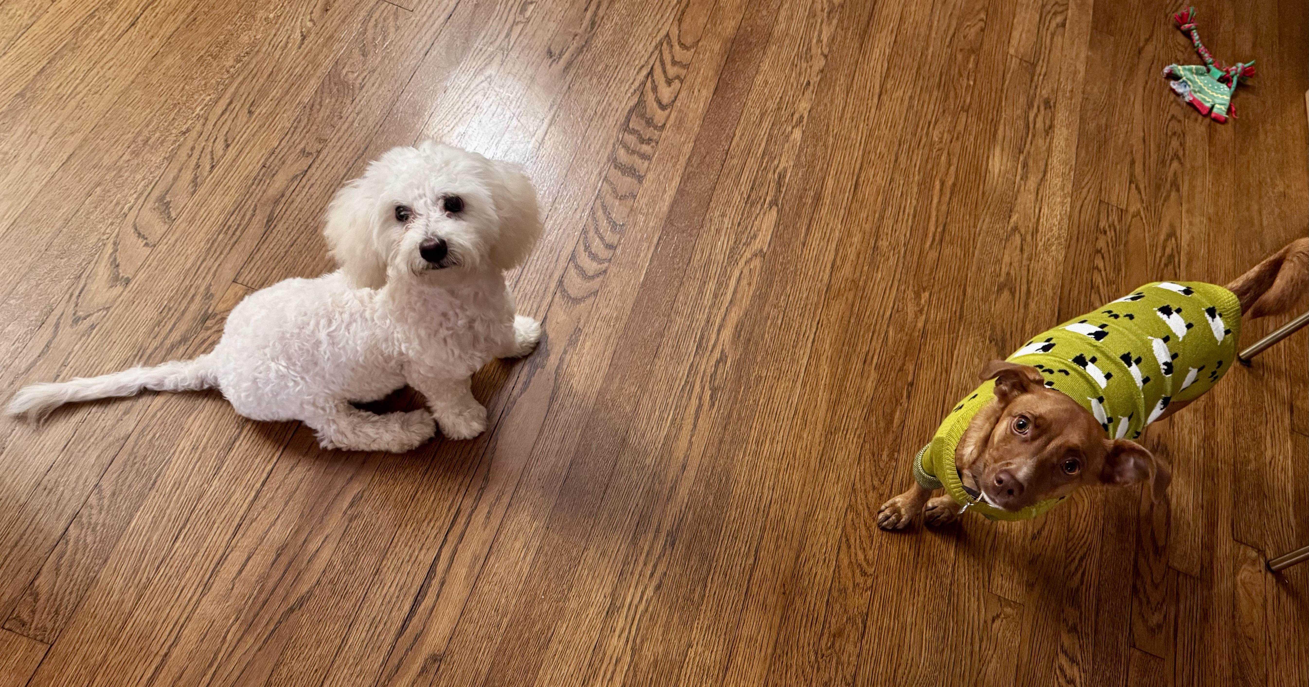 Mary Puppins!, a Adoptable mixed breed in Toluca Lake, CA image 6/6
