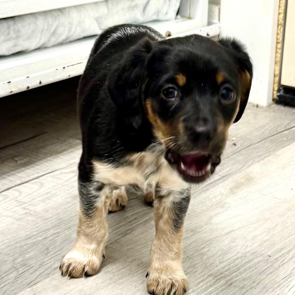 Patches, an adopted mixed breed in Franklin, NC image 1/5