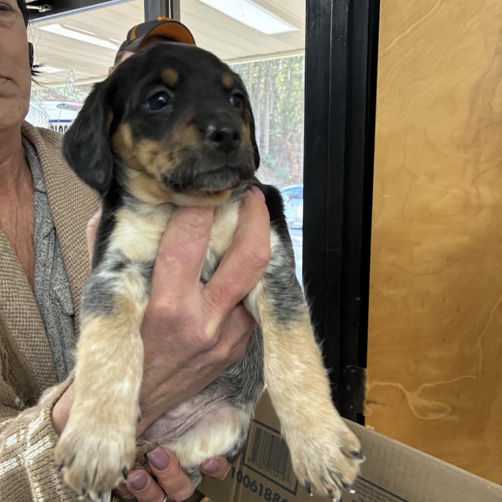 Patches, an adopted mixed breed in Franklin, NC image 3/5