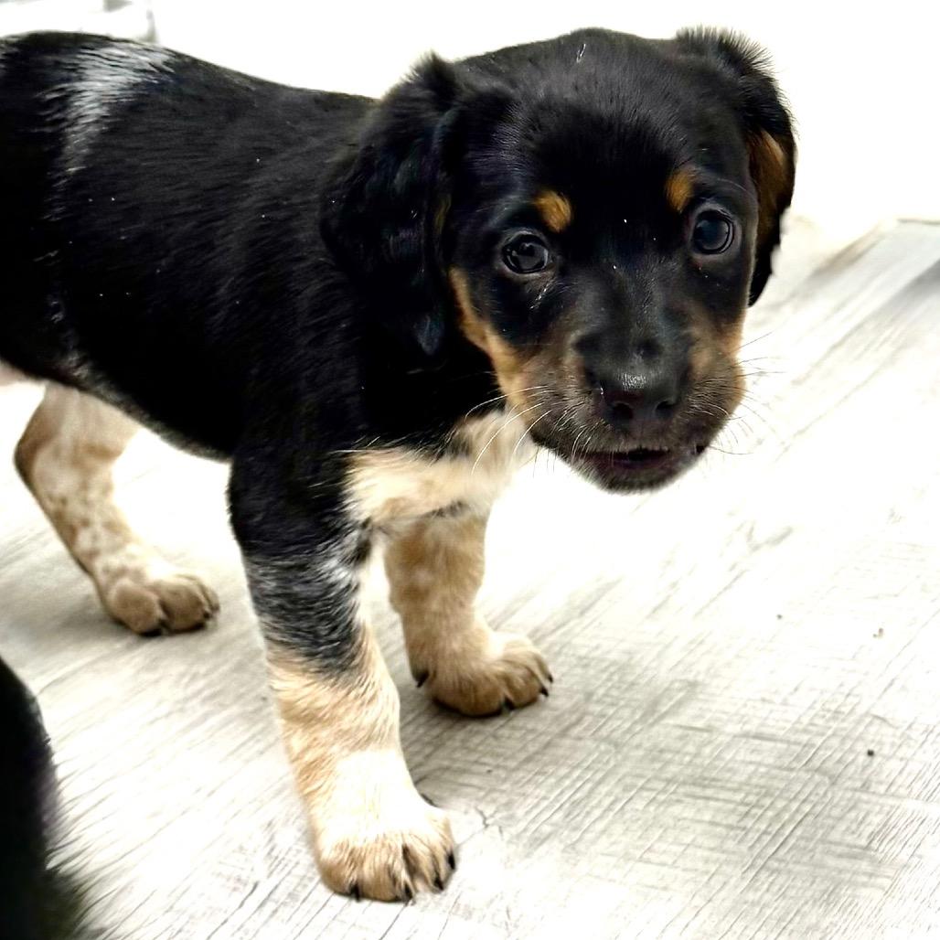 Patches, an adopted mixed breed in Franklin, NC image 4/5