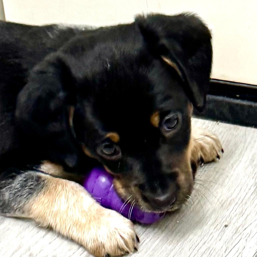 Patches, an adopted mixed breed in Franklin, NC image 5/5