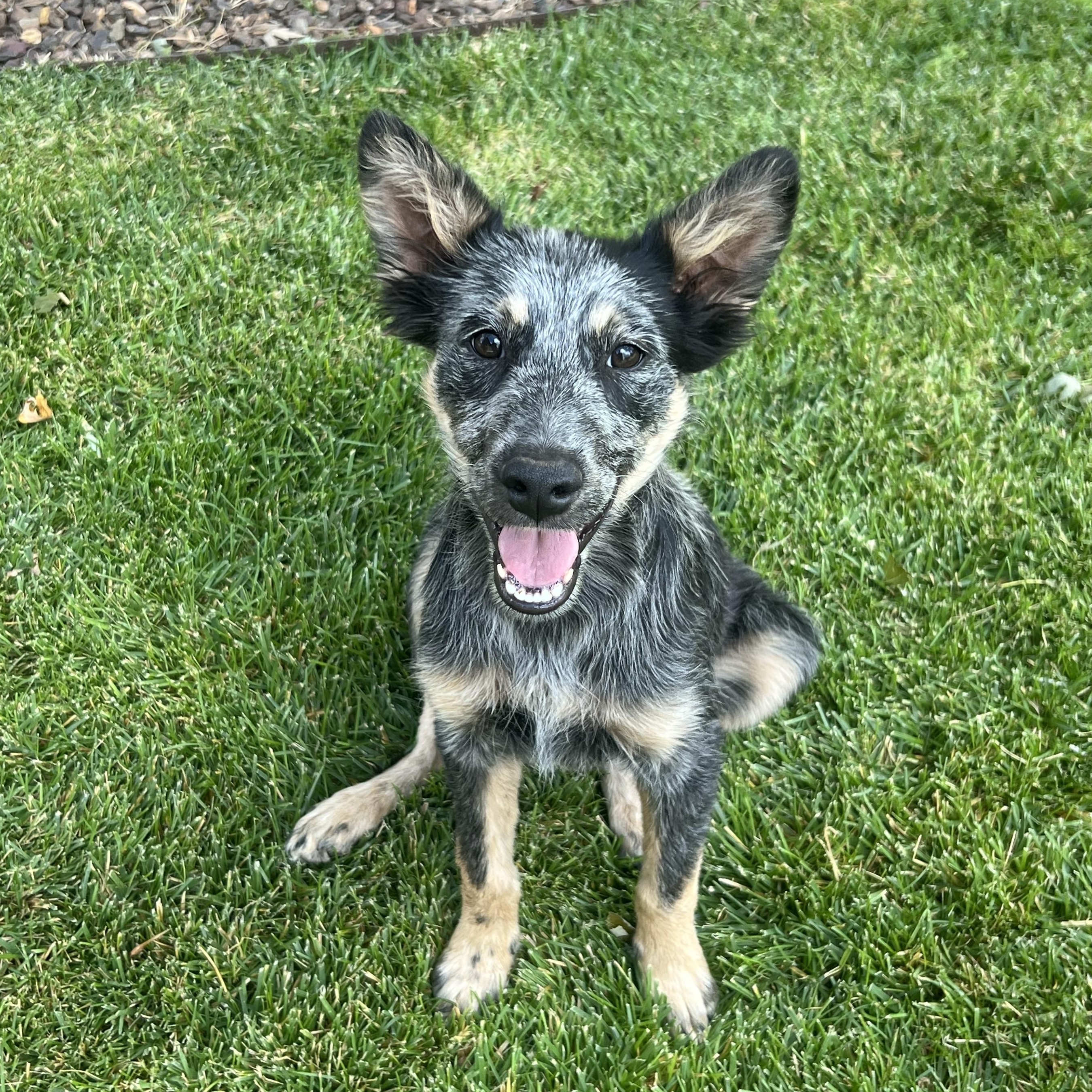 Stratus, ADOPTABLE, Young Male Australian Shepherd & Australian Cattle Dog / Blue Heeler.