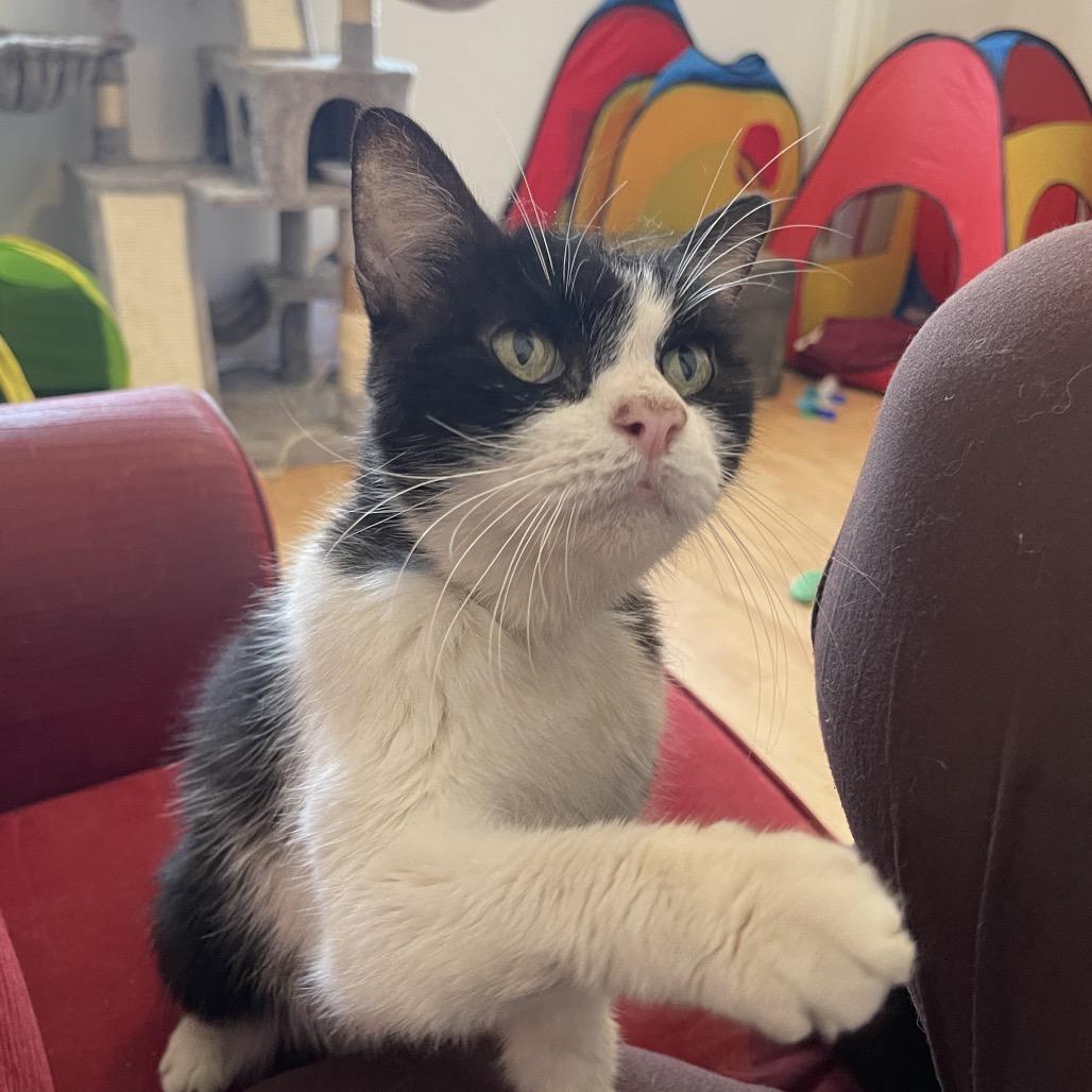 Enlarge Sweet Pea, a Adoptable Domestic Short Hair in Odessa, TX image 1/2
