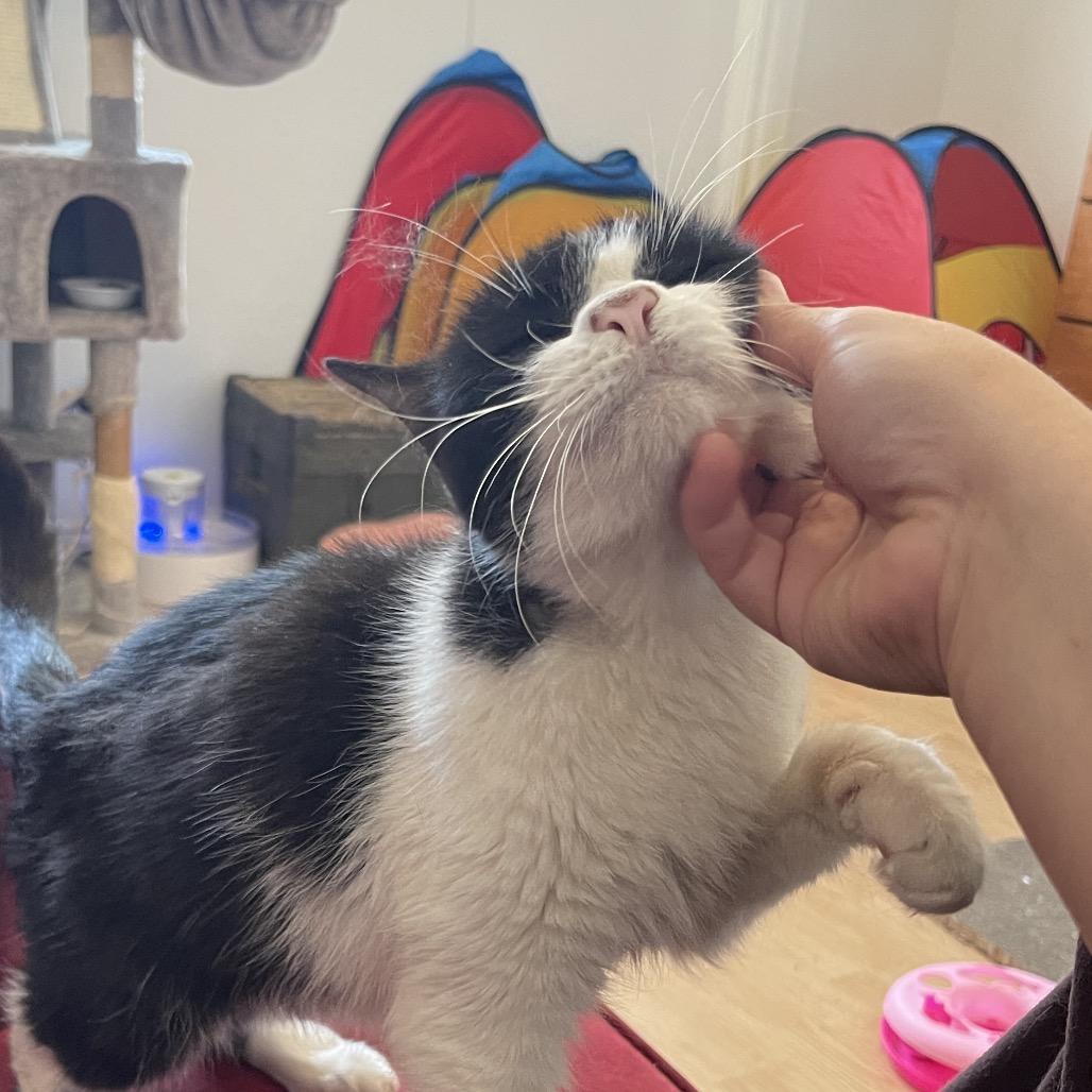 Enlarge Sweet Pea, a Adoptable Domestic Short Hair in Odessa, TX image 2/2
