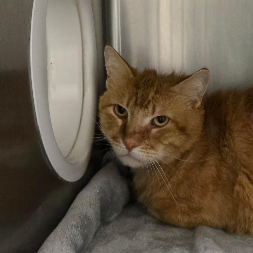 Oliver, Adoptable, Adult Male Domestic Short Hair.