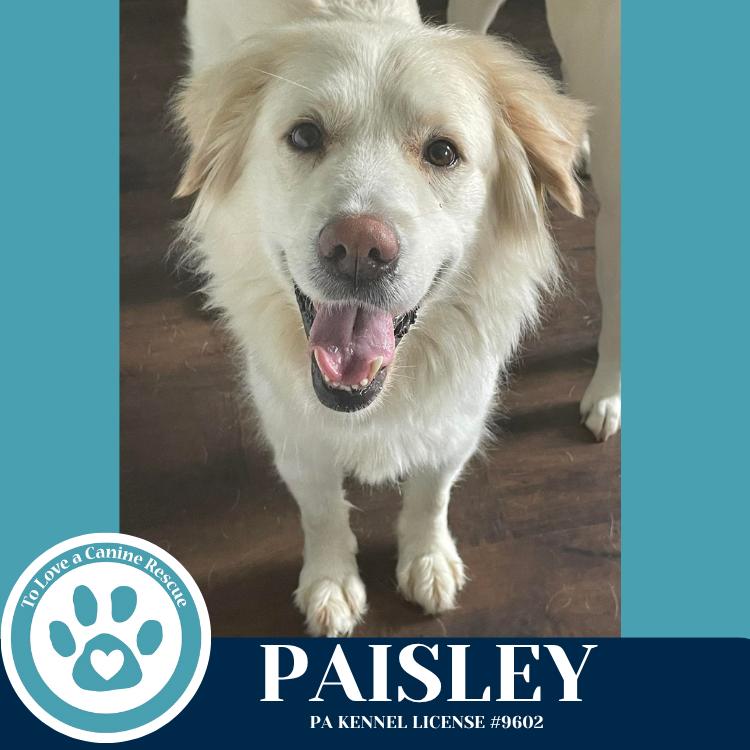 Paisley (mom to Paisley's Poppets) 041925, a Adoptable Great Pyrenees in Kimberton, PA image 1/6