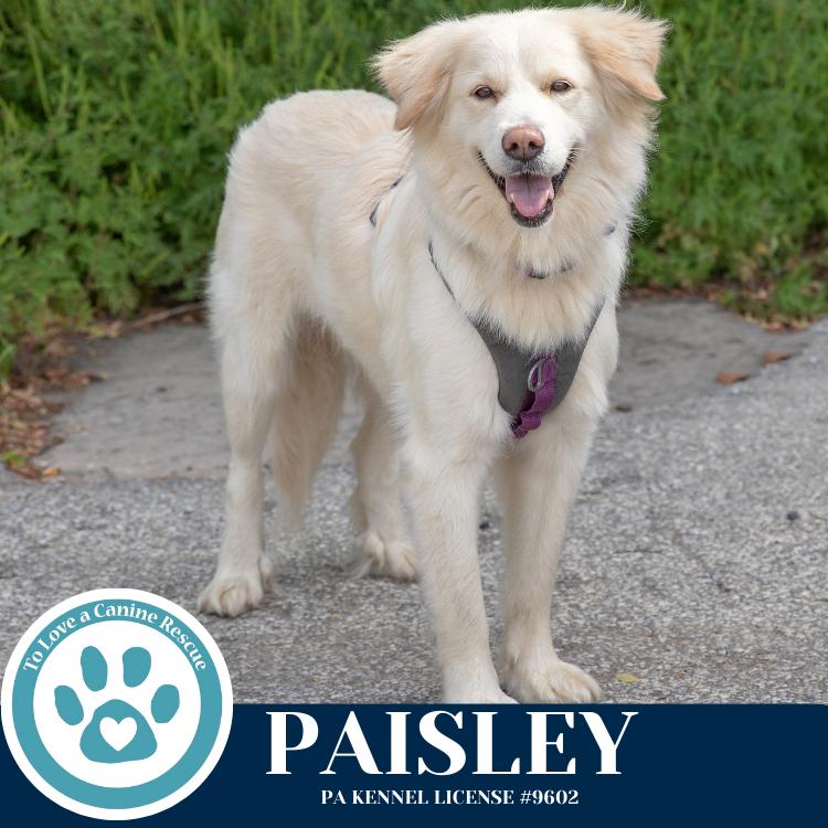 Paisley (mom to Paisley's Poppets) 041925, a Adoptable Great Pyrenees in Kimberton, PA image 2/6