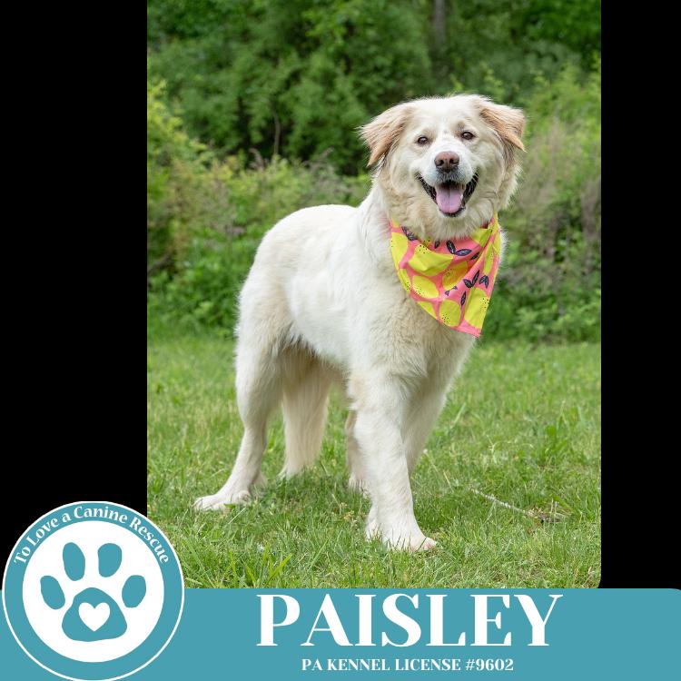 Paisley (mom to Paisley's Poppets) 041925, a Adoptable Great Pyrenees in Kimberton, PA image 3/6