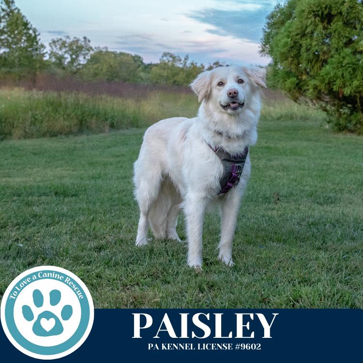 Paisley (mom to Paisley's Poppets) 041925, a Adoptable Great Pyrenees in Kimberton, PA image 4/6