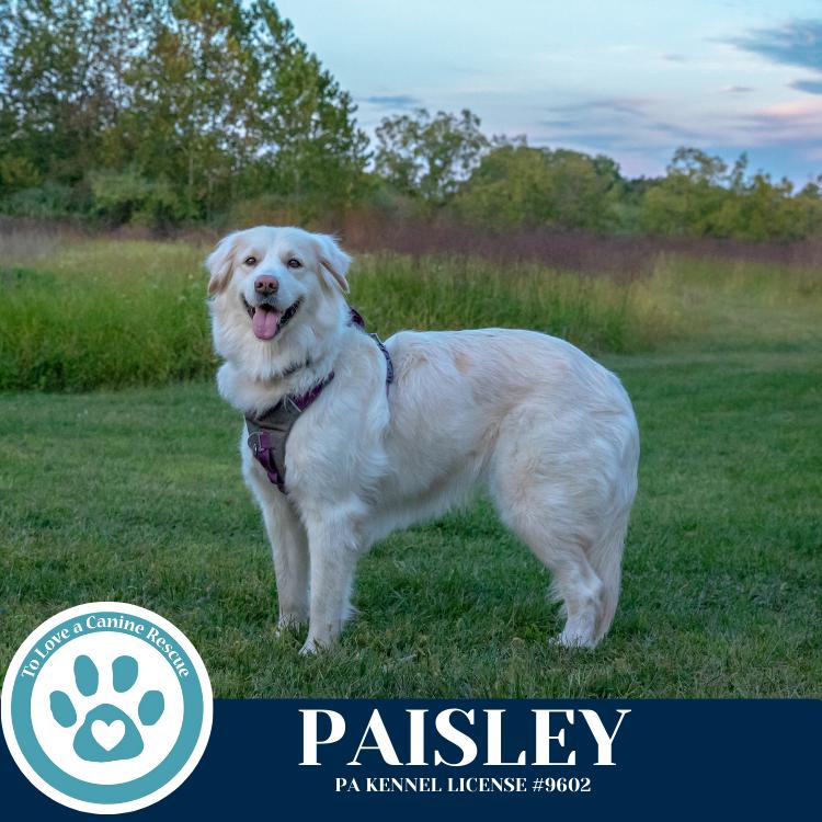 Paisley (mom to Paisley's Poppets) 041925, a Adoptable Great Pyrenees in Kimberton, PA image 5/6