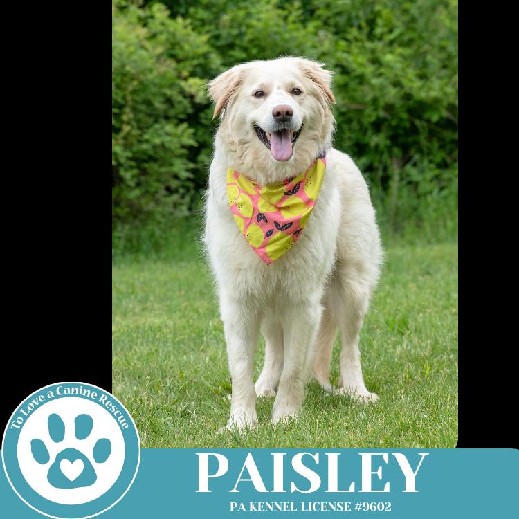Paisley (mom to Paisley's Poppets) 041925, a Adoptable Great Pyrenees in Kimberton, PA image 6/6