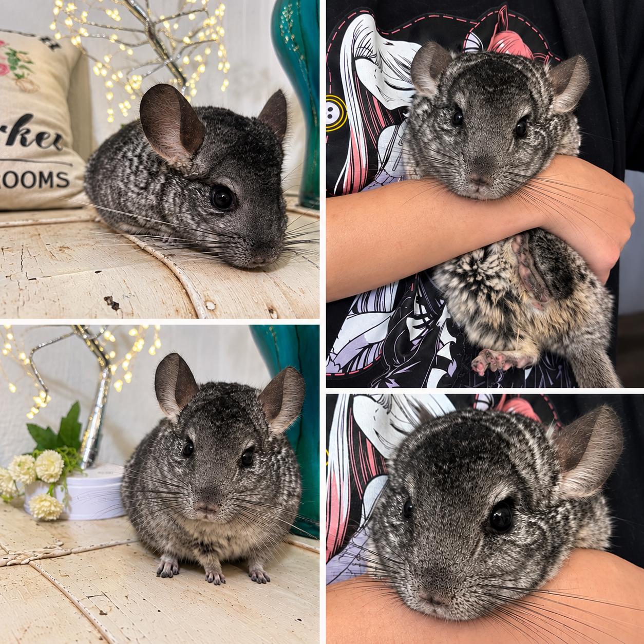 Pika, Adoptable, Adult Female Chinchilla.