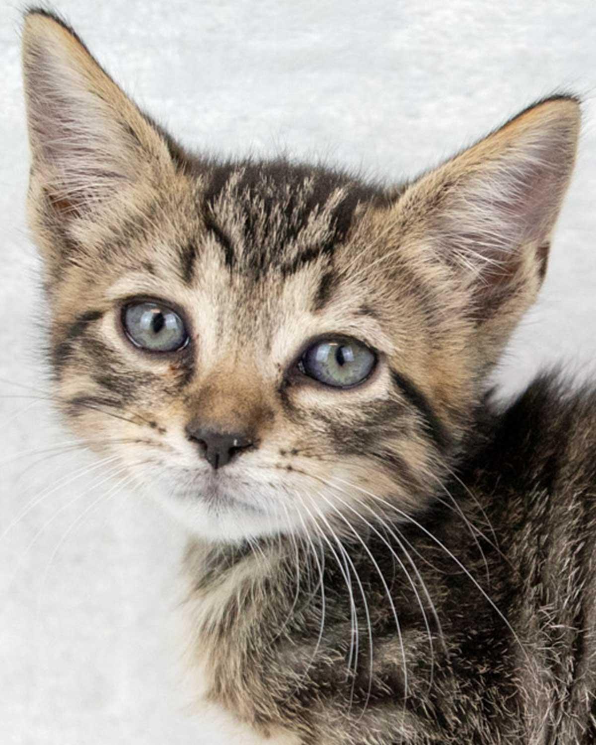 Splash, Baby Male Domestic Short Hair