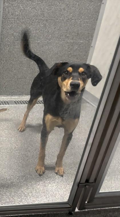 Minnie, a ADOPTABLE mixed breed in Hamilton, MT image 2/2