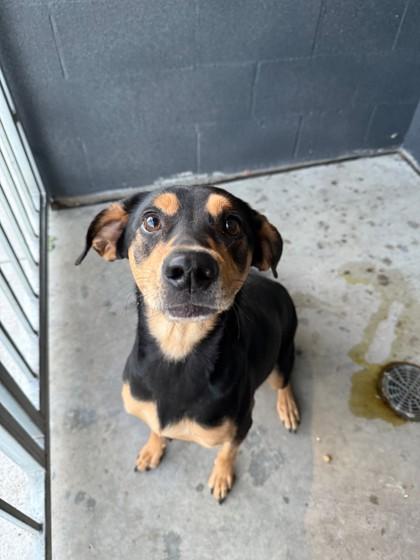 Minnie, ADOPTABLE, Young Female Shepherd.
