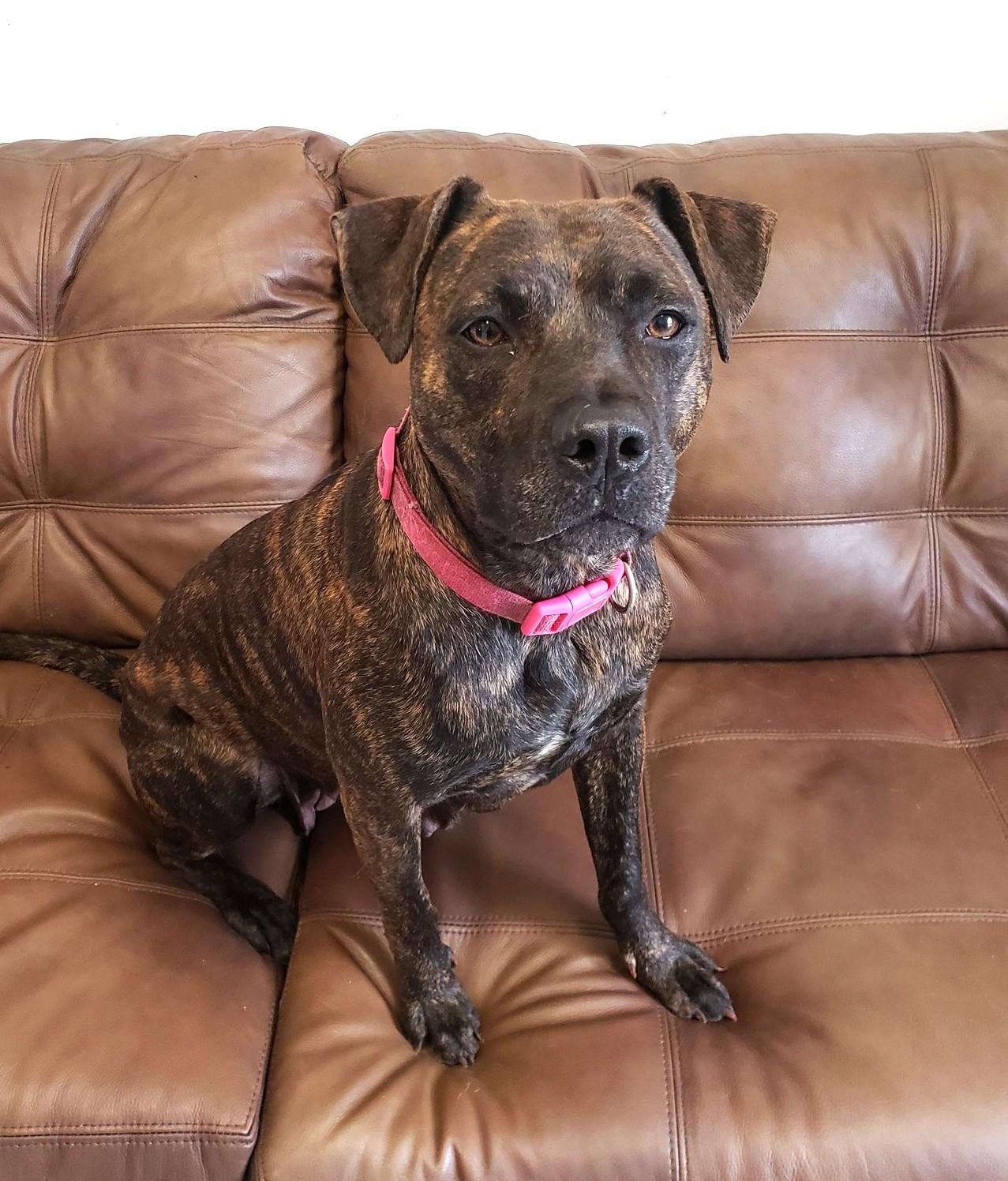 Nina, Adoptable, Adult Female Pit Bull Terrier.