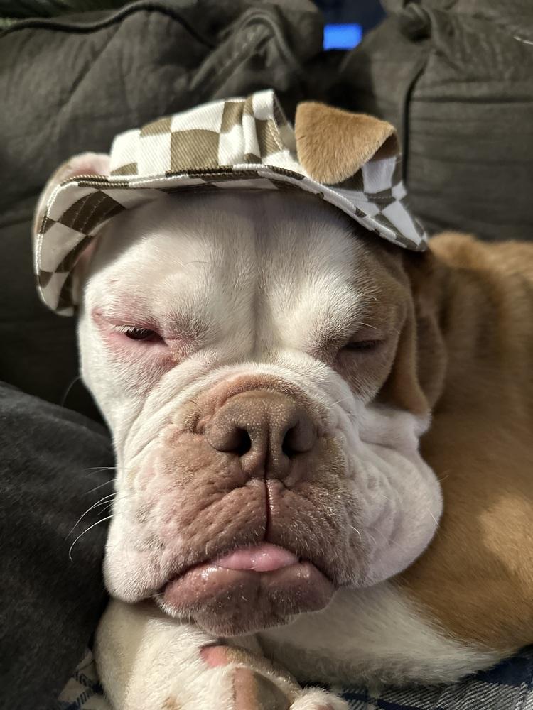 Enlarge Kermit, a Adoptable Boxer in ventura, CA image 1/6