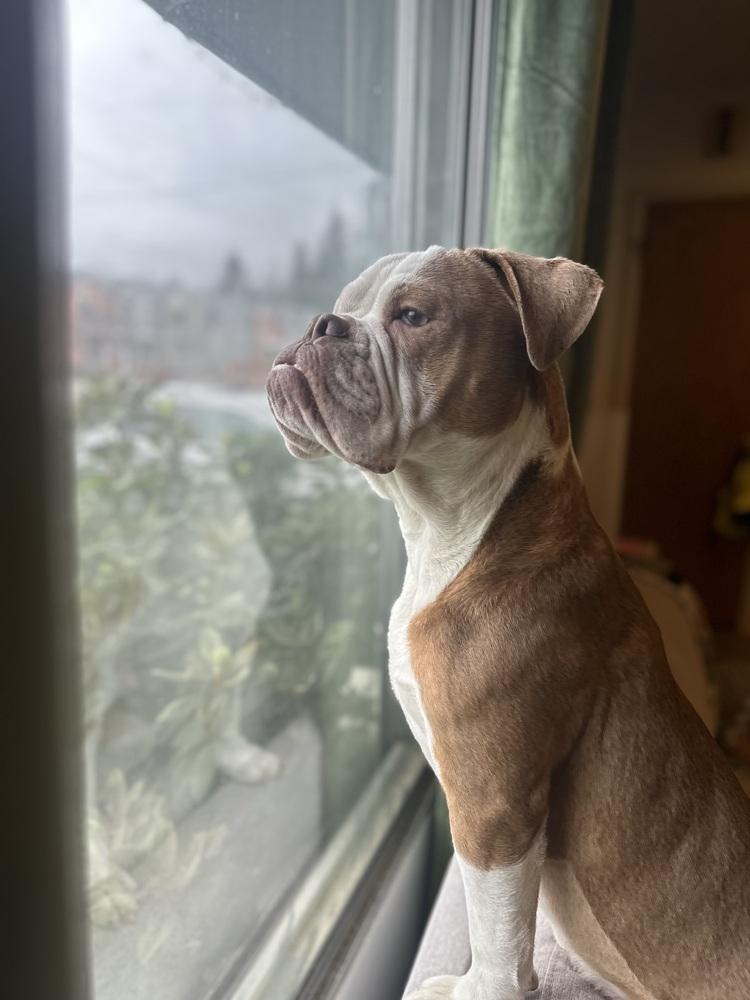 Enlarge Kermit, a Adoptable Boxer in ventura, CA image 4/6