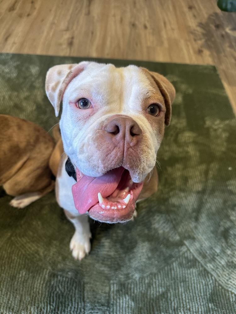 Enlarge Kermit, a Adoptable Boxer in ventura, CA image 5/6