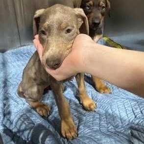 Enlarge Winter Rose, a ADOPTABLE mixed breed in Yaphank, NY image 1/1