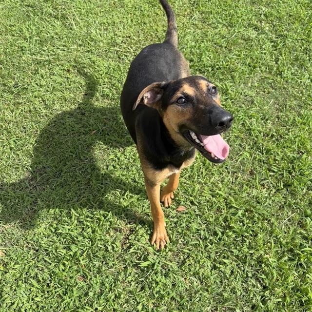 MISO, Adoptable, Young Male German Shepherd Dog.